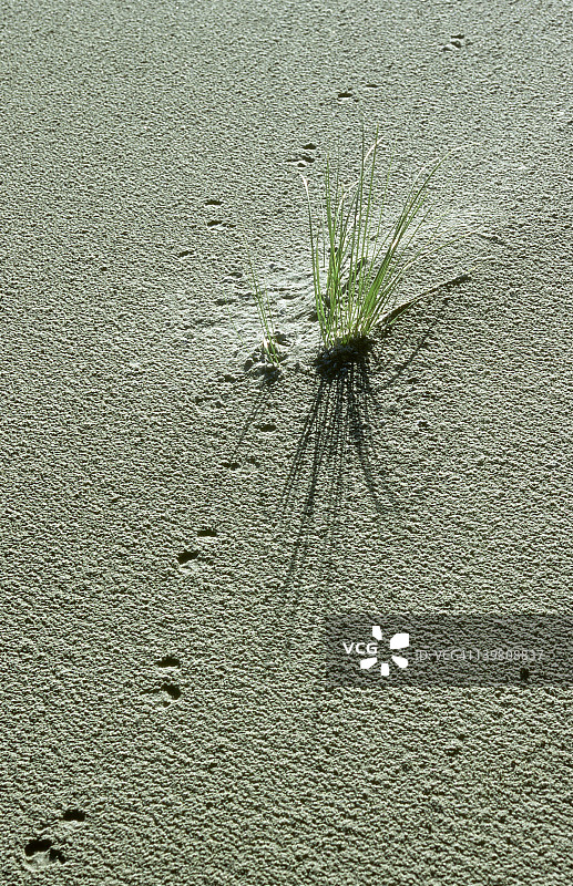 新西兰南岛瓦拉里基海滩的沙地足迹图片素材