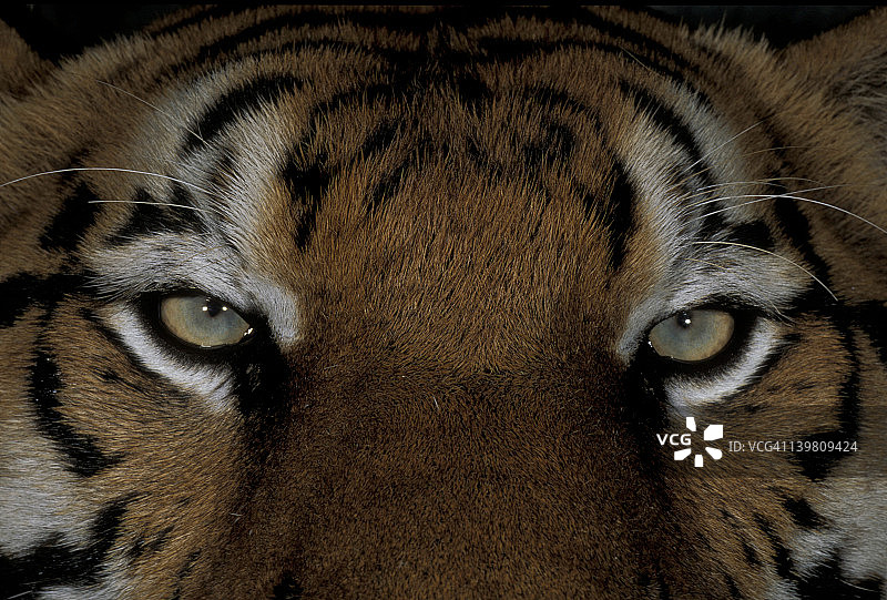 老虎，濒危物种，亚洲图片素材