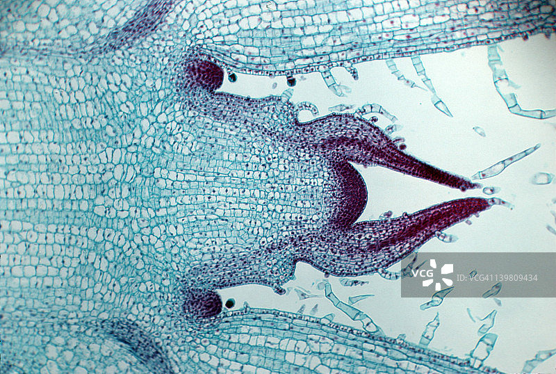 彩叶草茎尖；嫩芽；25倍放大；显示顶端分生组织、叶和芽原基以及幼叶。图片素材