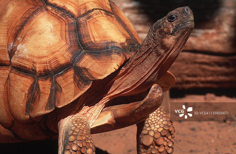 马达加斯加北部安哥诺卡项目中的安哥洛卡陆龟图片素材