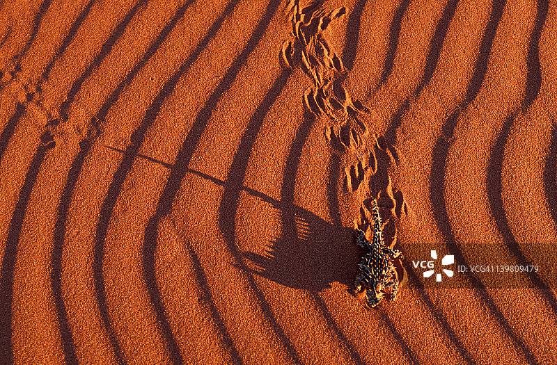 澳洲魔蜥在沙地上行走图片素材