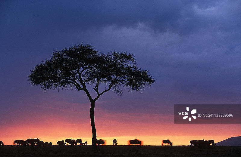 蓝色角马（牛羚）在日落映衬下的轮廓。肯尼亚马赛马拉国家公园，南部和东部非洲。图片素材
