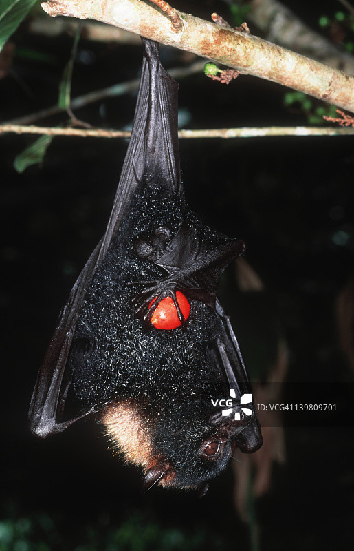 澳洲的眼镜狐蝠，是雨林植物的重要授粉者和传播者图片素材