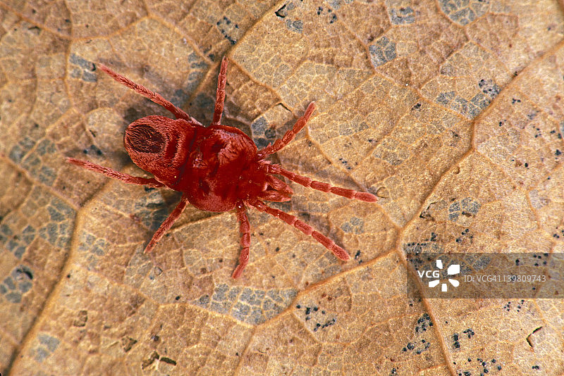 美国密歇根州的绒螨图片素材