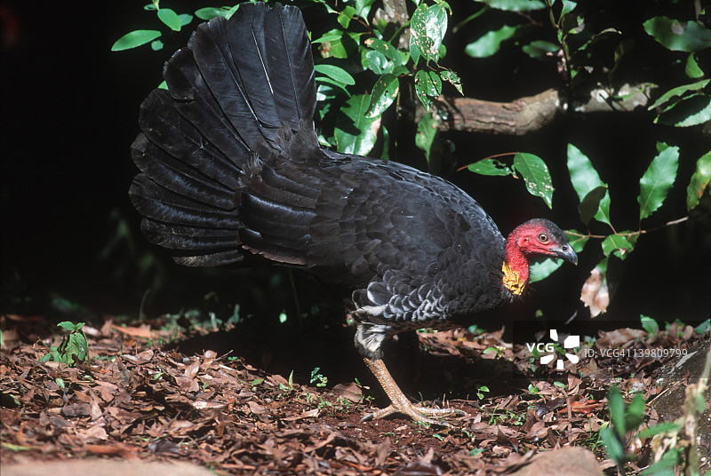 澳洲 Brush 火鸡图片素材