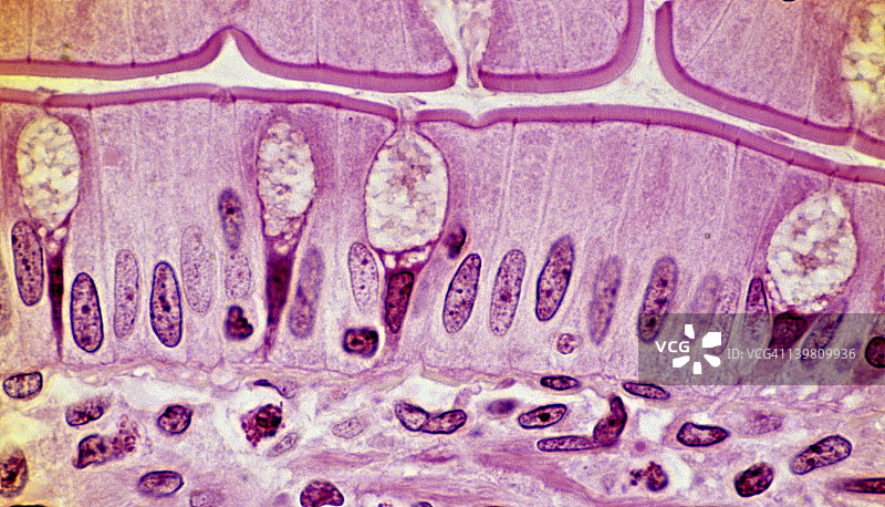 简单柱状上皮细胞，人小肠（回肠），250倍显示：高柱状吸收细胞、杯状细胞（分泌黏液、透明）、纹状缘（由微绒毛组成）、基底膜和支撑结缔组织图片素材