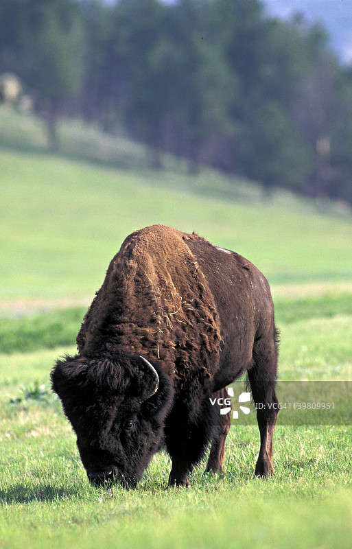 美洲野牛，在南达科他州风洞国家公园黑山丘吃草图片素材