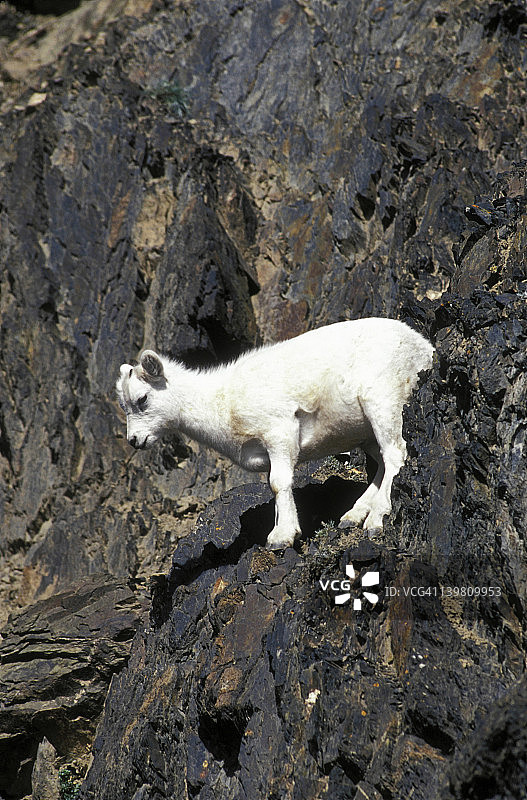 道尔绵羊：岩石峭壁上的羔羊，阿拉斯加州安克雷奇图片素材