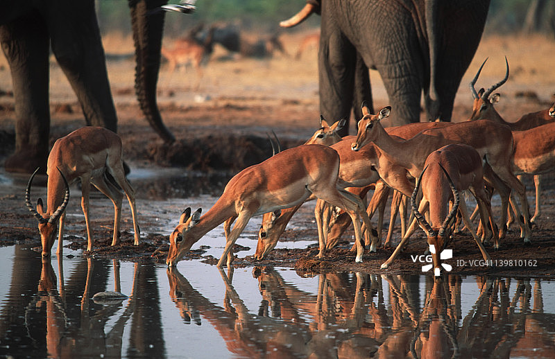 非洲博茨瓦纳乔贝国家公园：黑斑羚与大象在萨武蒂水坑嬉戏图片素材