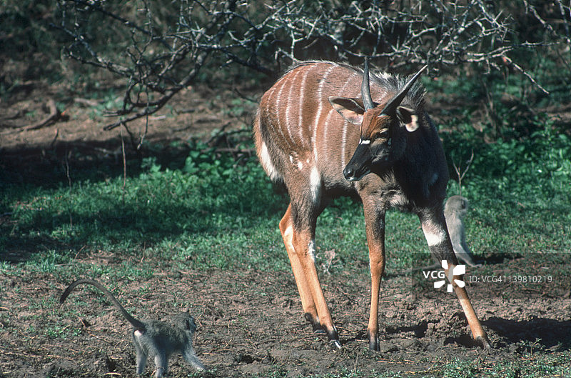 非洲东南部年轻雄性大羚羊与长尾猴图片素材
