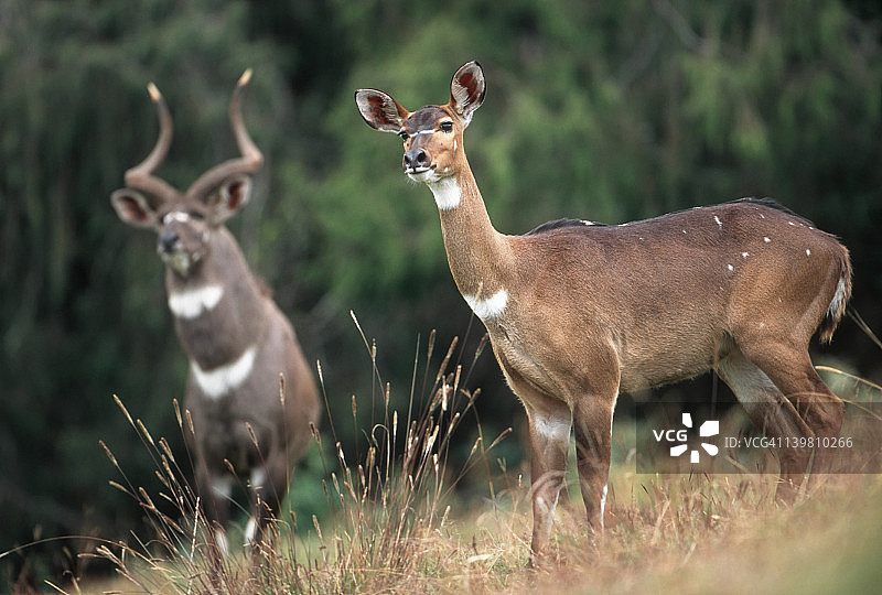 埃塞俄比亚山羚（雌雄）图片素材