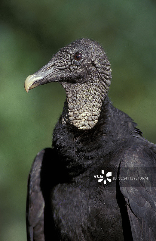 黑兀鹫特写，群居且具有攻击性，美国佛罗里达州图片素材