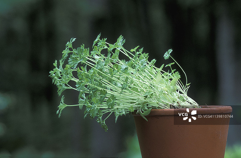 向光性：欧芹植物在光照方向下的弯曲图片素材