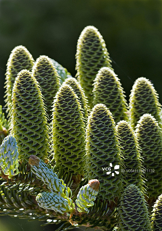 韩国冷杉球果，产自韩国南部的山脉。美国伊利诺伊州芝加哥植物园。图片素材