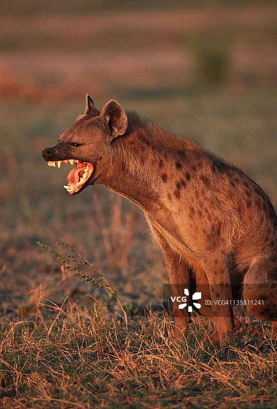 奥卡万戈三角洲的斑鬣狗图片素材