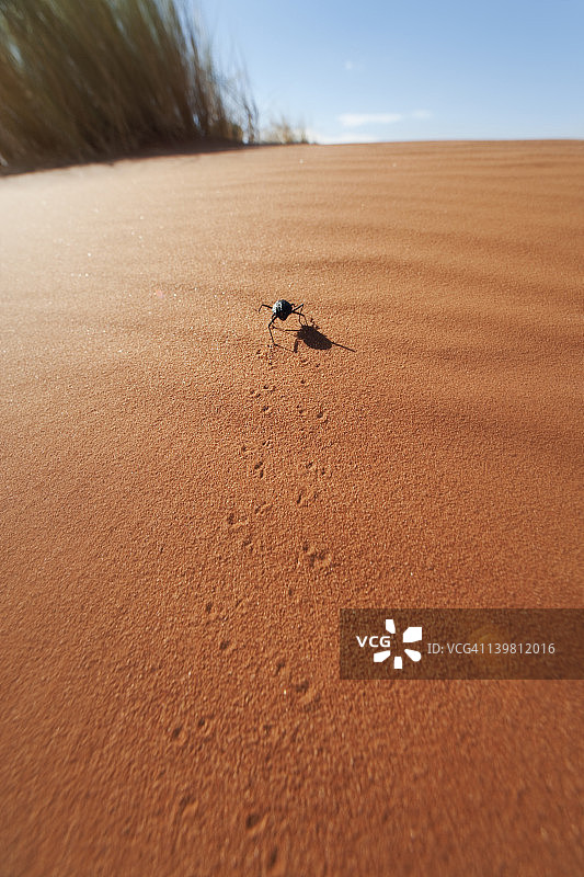 纳米比亚纳米布兰德自然保护区沙丘中的沙漠甲虫（拟步甲科）图片素材
