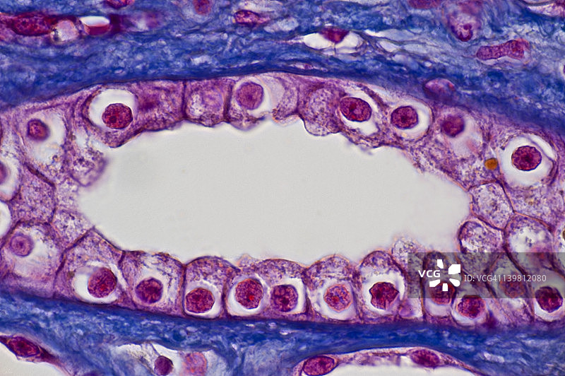人立方上皮细胞，肾小管纵切面（放大250倍），显示管腔和蓝色结缔组织，马洛里染色图片素材