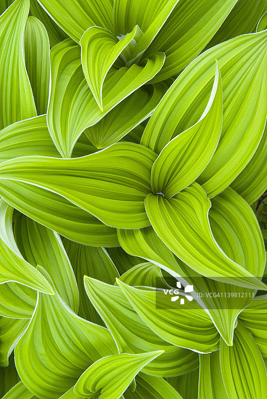 假嚏根草/玉米百合(Veratrum viride)图片素材