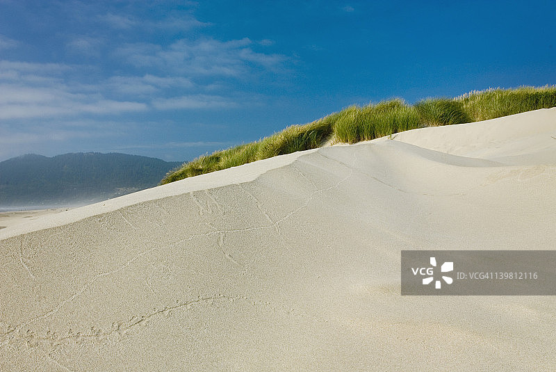 美国俄勒冈州尼哈伦州立公园的沙丘和沙丘草图片素材