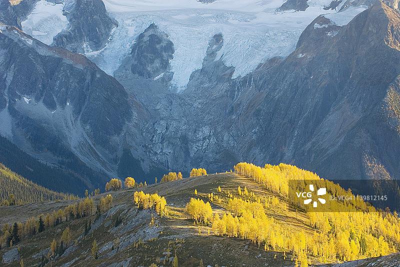 加拿大不列颠哥伦比亚省珀塞尔山脉山坡上，秋叶满枝的阿尔卑斯落叶松在夕阳的照耀下图片素材