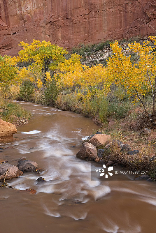 犹他州圆顶礁国家公园弗里蒙特河沿岸的三角叶杨树图片素材