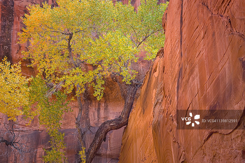 犹他州大阶梯-埃斯卡兰特国家纪念碑霓虹峡谷中的白杨树图片素材