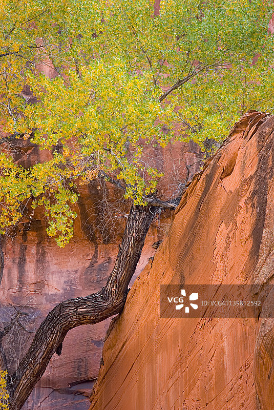 犹他州大阶梯-埃斯卡兰特国家纪念碑霓虹峡谷中的白杨树图片素材