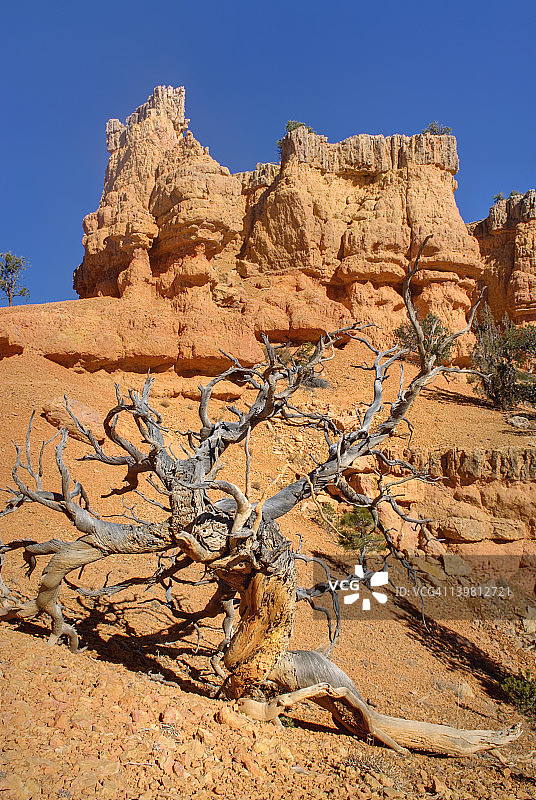卢斯峡谷，迪克西国家森林的红色峡谷，美国犹他州图片素材