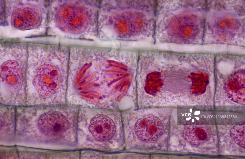 植物有丝分裂后期，洋葱根尖（400倍放大）。 染色体已移动到细胞的相对末端（极）。四重染色图片素材