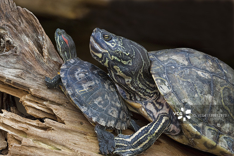 巴布尔地图龟（Graptemys barbouri）和红耳滑龟（Tracheomys scripta）图片素材