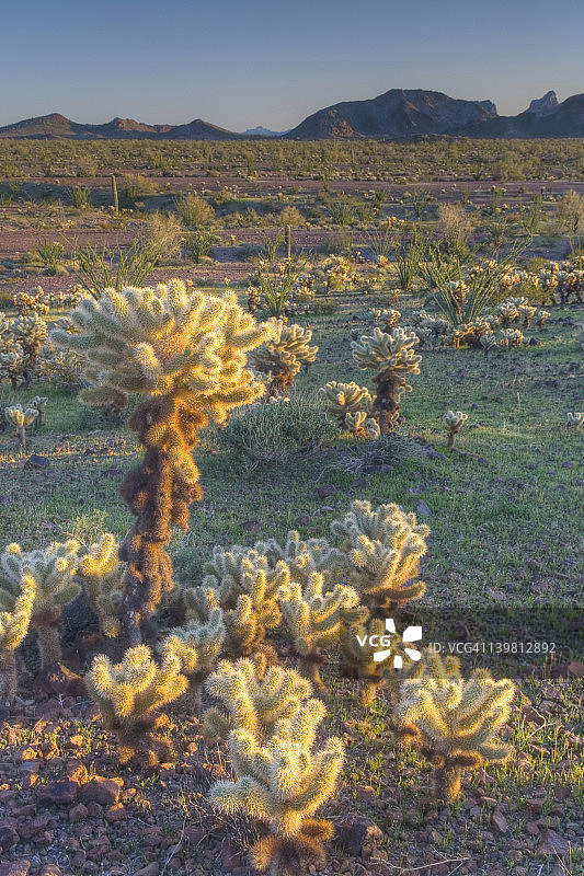 科法国家野生动物保护区索诺兰沙漠的熊掌仙人掌图片素材
