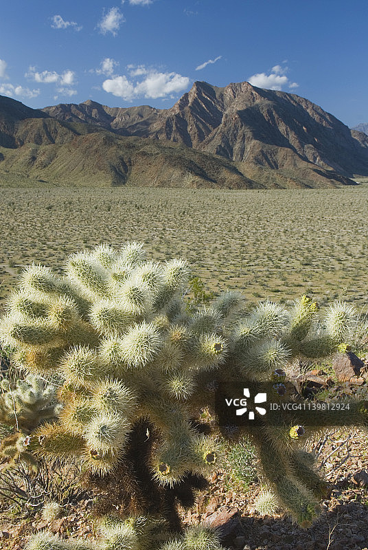 泰迪熊仙人掌，索诺兰沙漠，美国加利福尼亚州图片素材