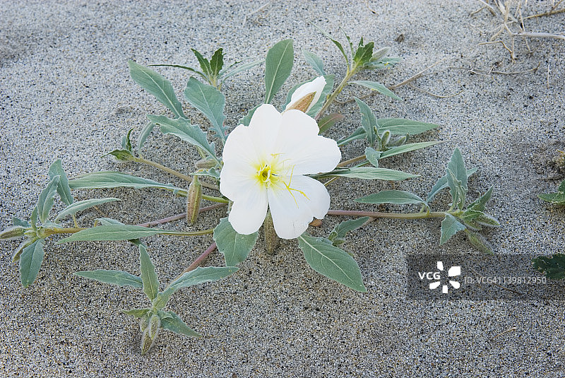 加利福尼亚州安沙-博雷戈州立公园的沙丘月见草图片素材