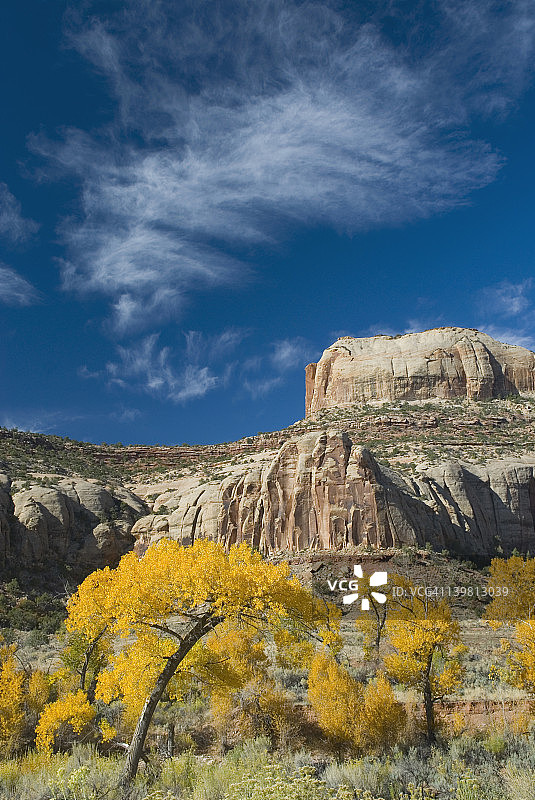 犹他州印第安溪峡谷的秋色棉白杨树图片素材