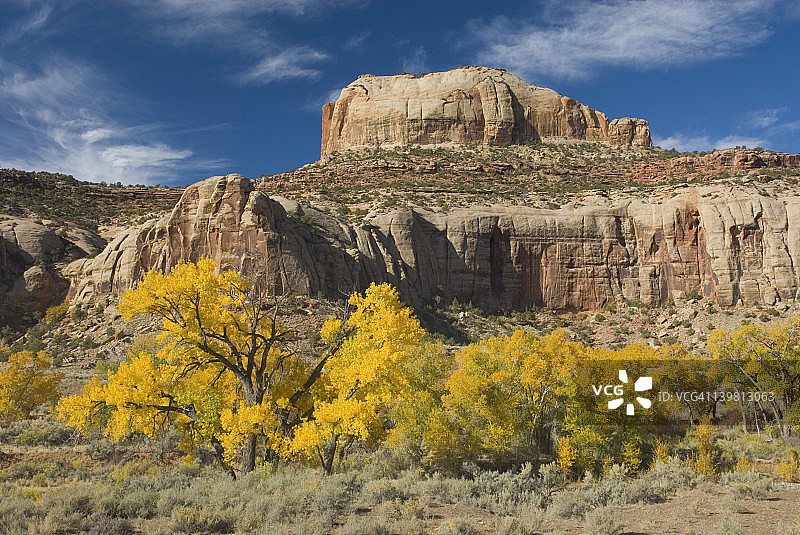 犹他州印第安溪峡谷的绚丽秋叶杨树图片素材