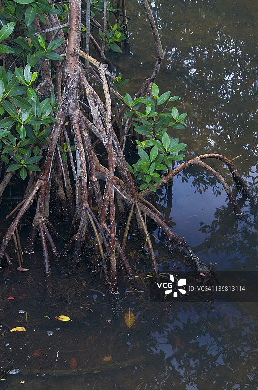 红树林，美国佛罗里达州桑ibel岛图片素材