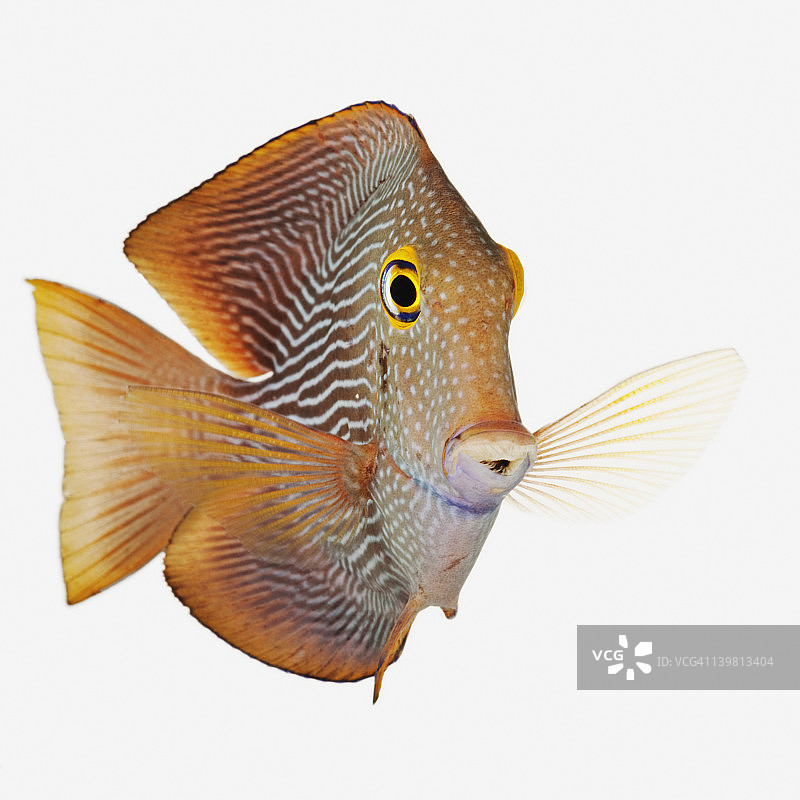 黄眼刺尾鱼，白色背景上的工作室照片图片素材