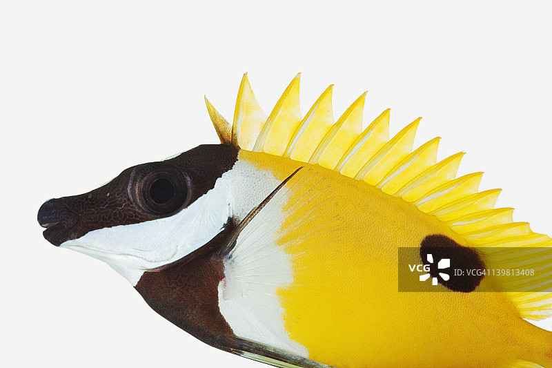 狐狸脸倒吊鱼（Sigabus vulpinus）影棚白色背景拍摄图片素材