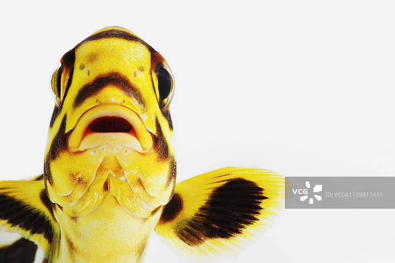 东方石鲈，影棚白色背景拍摄图片素材