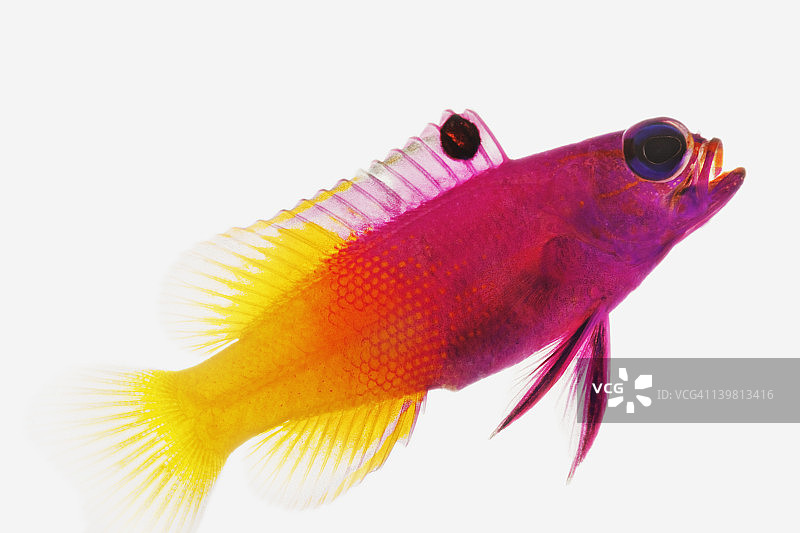 皇家丝鲈（Gramma loreto），对着白色背景的棚拍图片素材