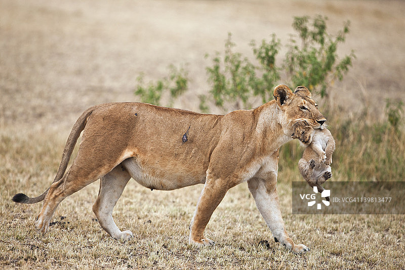 母狮(Panthera leo)带着幼狮(Panthera leo)，母狮(Panthera leo)会经常移动幼狮，以防止气味积累，这是为了保护他们免受天敌，如鬣狗或其他雄狮，马赛马拉国家图片素材