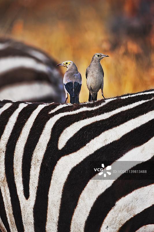 非洲肯尼亚马赛马拉国家保护区：栖息在斑马背上的肉垂椋鸟图片素材