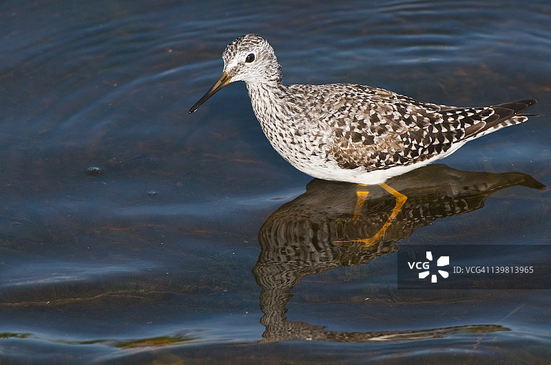 小黄脚鹬在水中涉水图片素材