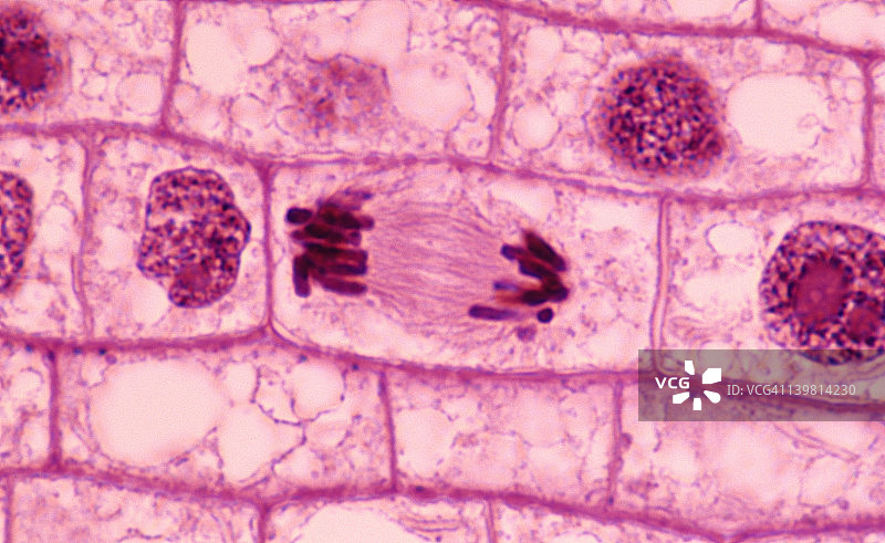 植物有丝分裂后期：洋葱根尖（放大400倍），染色体已移至细胞两端，纺锤丝（微管）可见图片素材