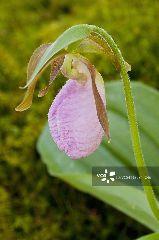 杓兰（Cypripedium acaule），美国田纳西州大雾山国家公园图片素材
