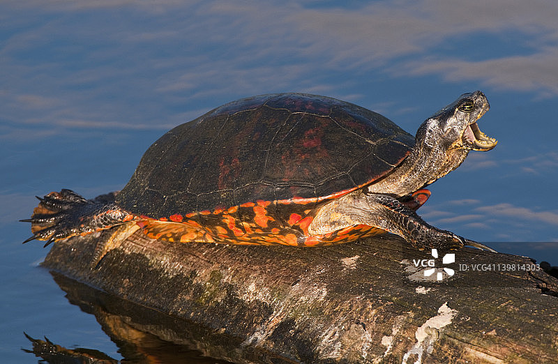 张着嘴的佛罗里达红腹龟图片素材