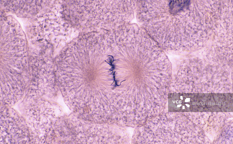 白鱼有丝分裂，白鱼胚胎（囊胚），中期（放大倍数x250），染色体沿着赤道排列，纺锤丝和星体可见图片素材