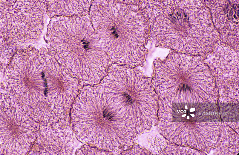 白鱼有丝分裂，白鱼胚胎（囊胚），前期，中期，后期，末期（放大倍数x250）图片素材
