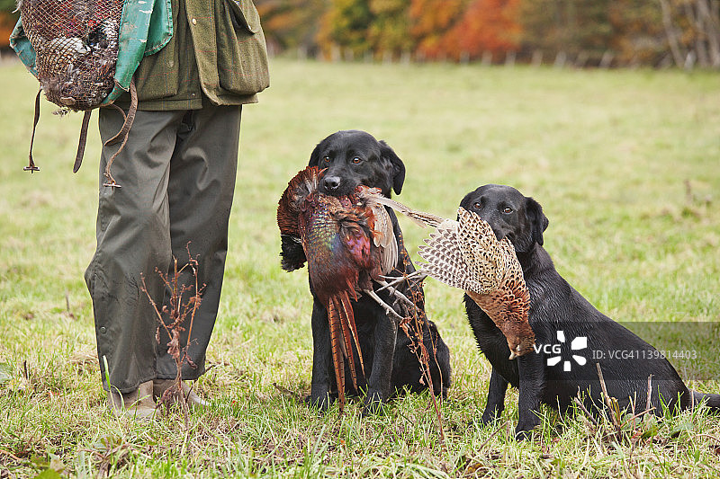 游戏管理员与两只黑色拉布拉多犬（家犬），携带着猎人在雉鸡射击中射杀的环颈雉（雉鸡属）。英国苏格兰图片素材