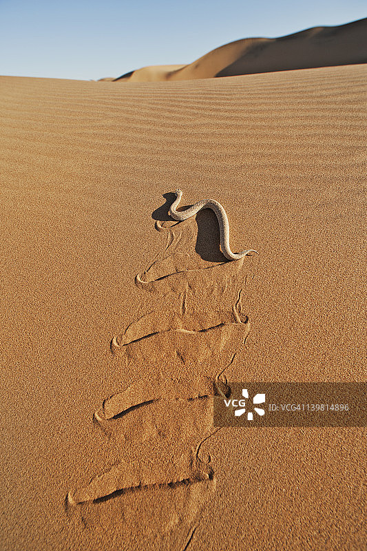 纳米比亚诺克卢夫特国家公园的沙漠 sidewinder 蝰蛇图片素材